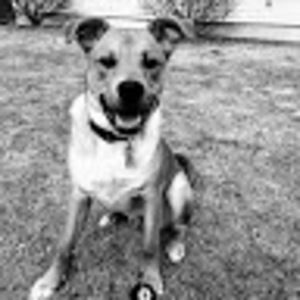 Meet your Posher, Abbie